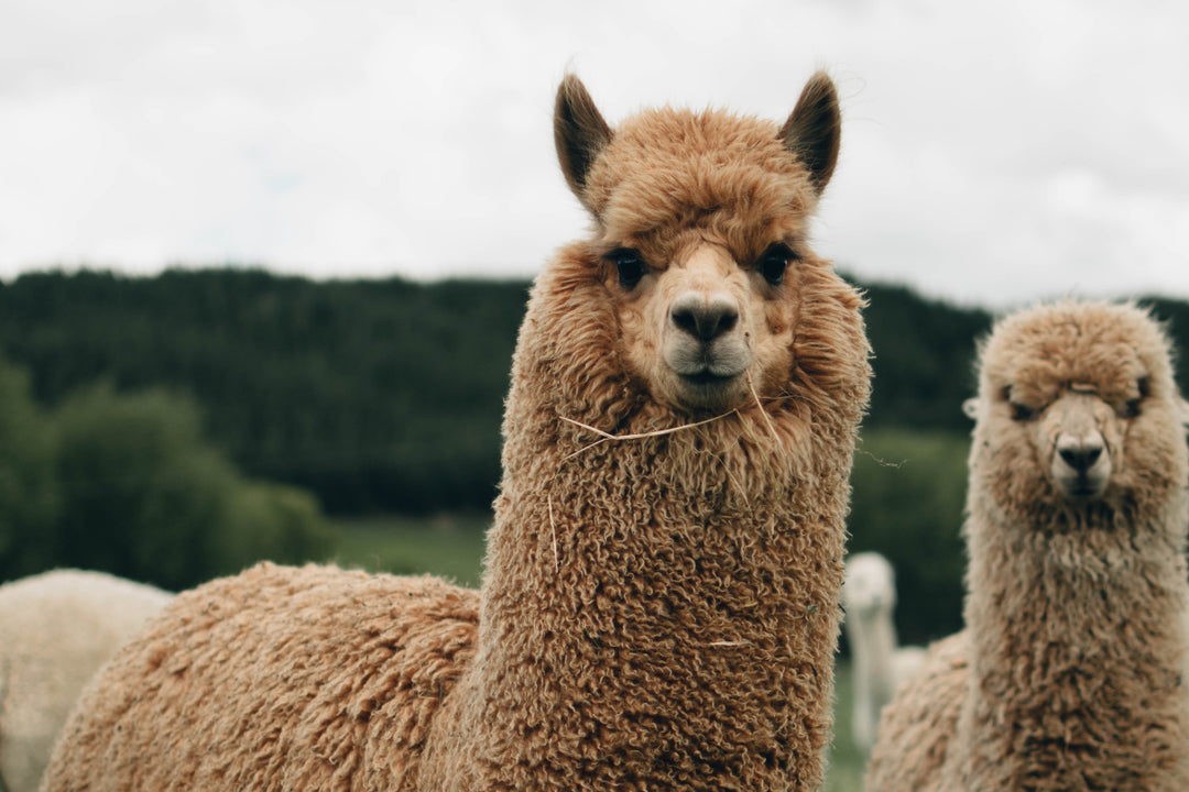 Warm your Heart with Alpaca!